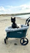 Beachwagon PUSH® Faltbarer bollerwagen - Dunkelgrau