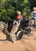 Beachwagon LITE® Faltbarer bollerwagen - Dunkelschwarz am zoo