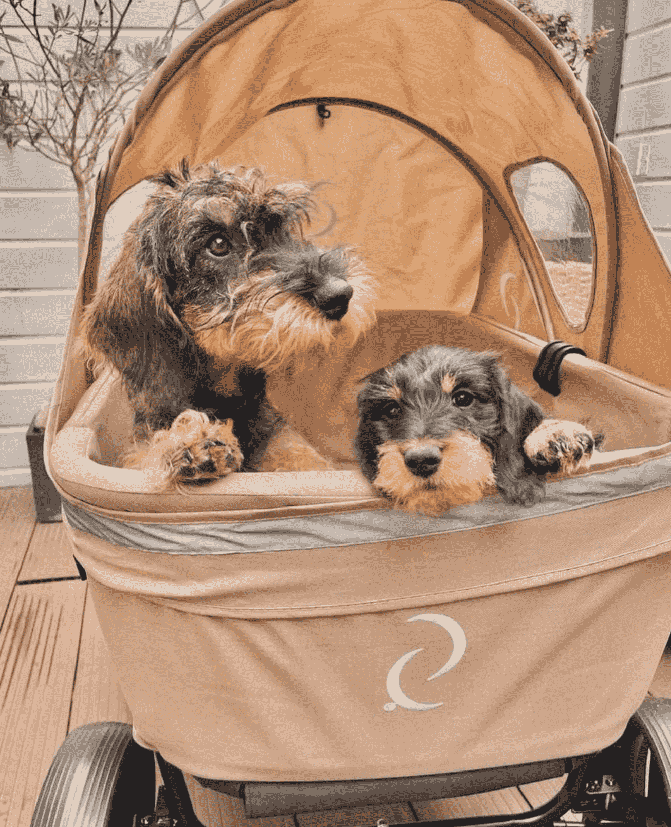 Bolderkar voor honden Beachwagon